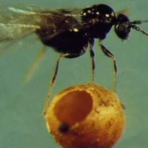 thumbnail for publication: Jumping Gall Wasp, California Jumping Gall Wasp, Jumping Oak Gall, Flea Seeds Neuroterus saltatorius Edwards (Insecta: Hymenoptera: Cynipidae)